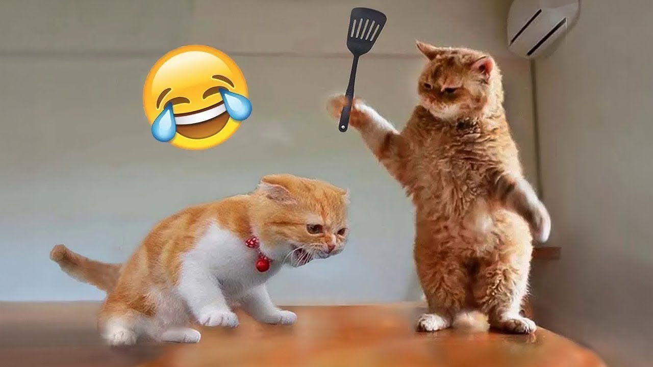 Funniest Cats and Dogs ???????? | Funny Animal Videos #35
