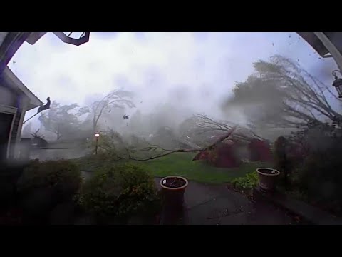 Every tree in this Michigan yard came down during tornado conditions