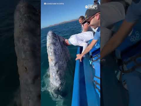 Tourists kiss friendly whale