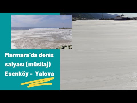 marmara'da deniz salyası (müsilaj) / esenköy - yalova #esenköy #denizsalyası