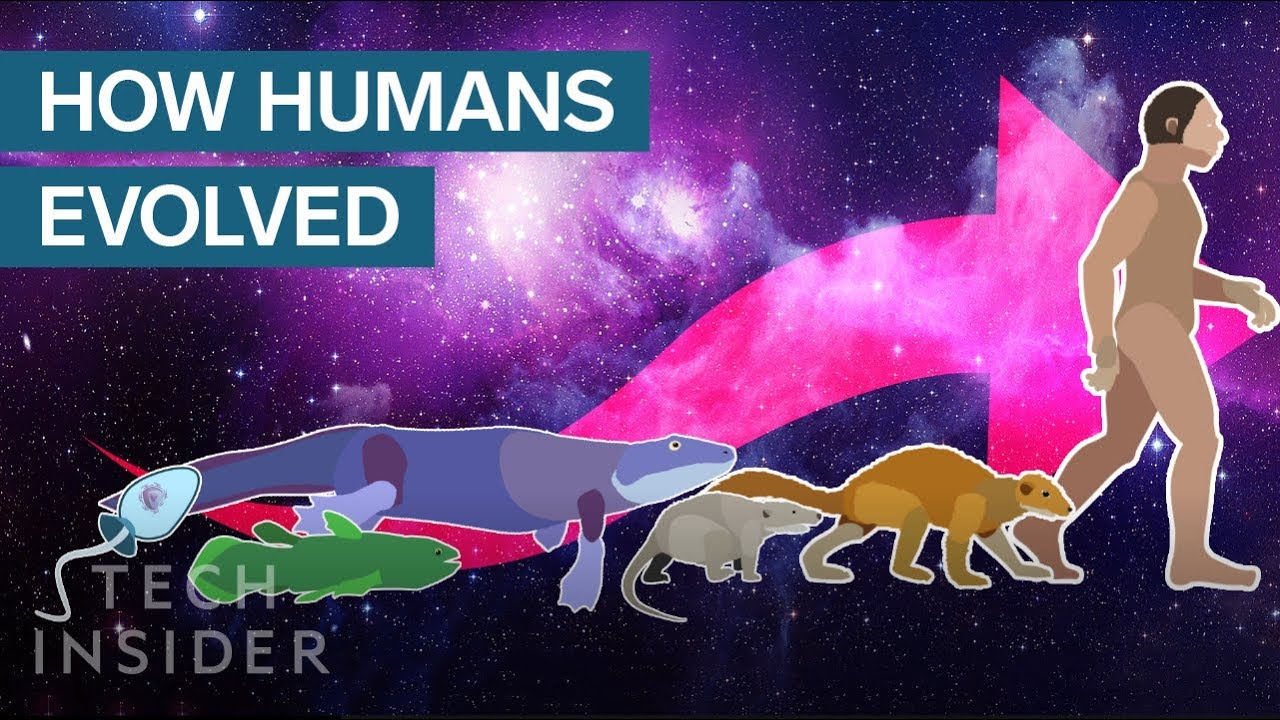 human