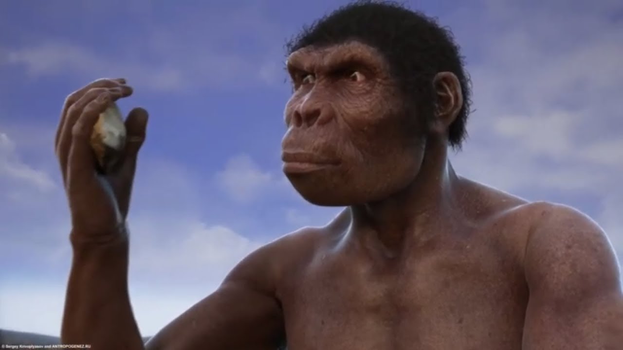 Evolution from ape to man From Proconsul to Homo heidelbergensis