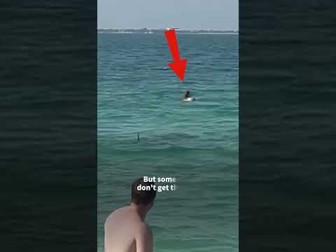 Shark Goes After Swimmers  #SHORTS