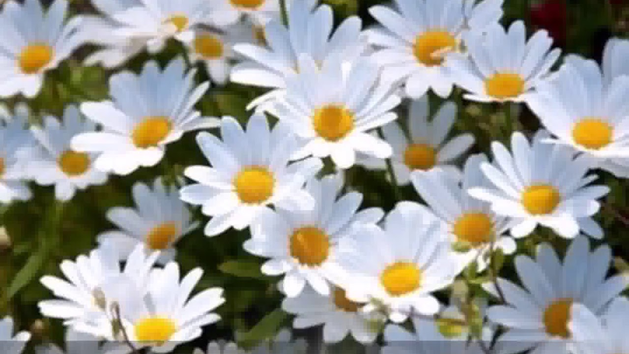 Papatya Çiçeği Hakkında Bilgi