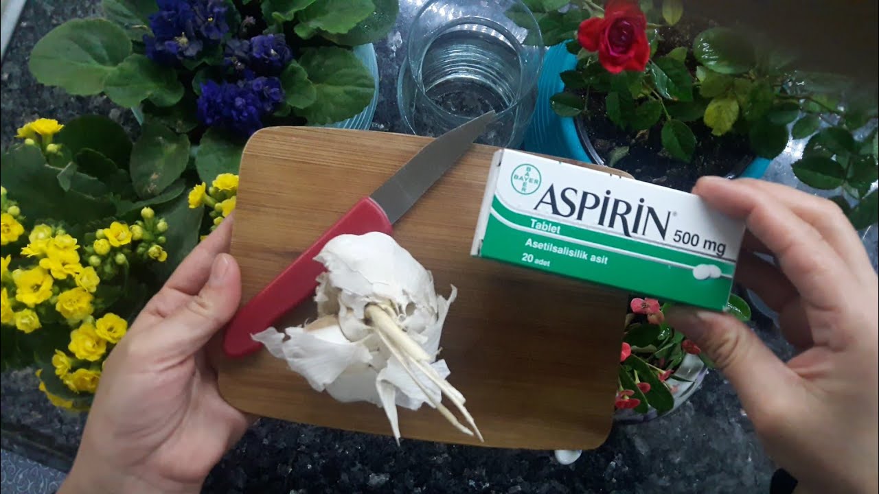 sarımsak ve aspirinle çiçek coşturun - ciceklerin köklerini güçlendirme-çiçek vitaminleri nelerdir