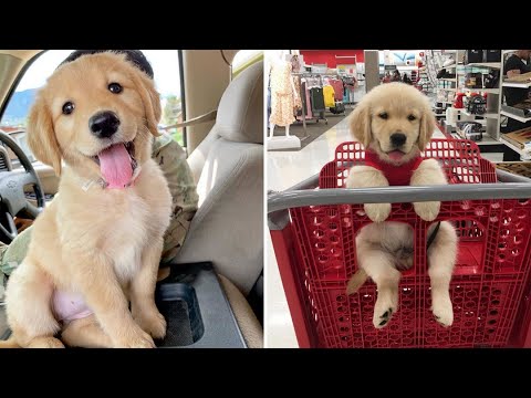 Funniest  Cutest Golden Retriever Puppies #39- Funny Puppy Videos 2019