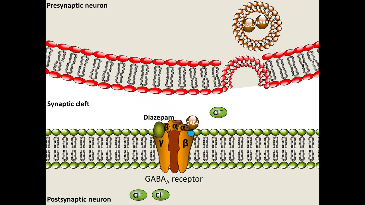 Diazepam   Mechanism of Action