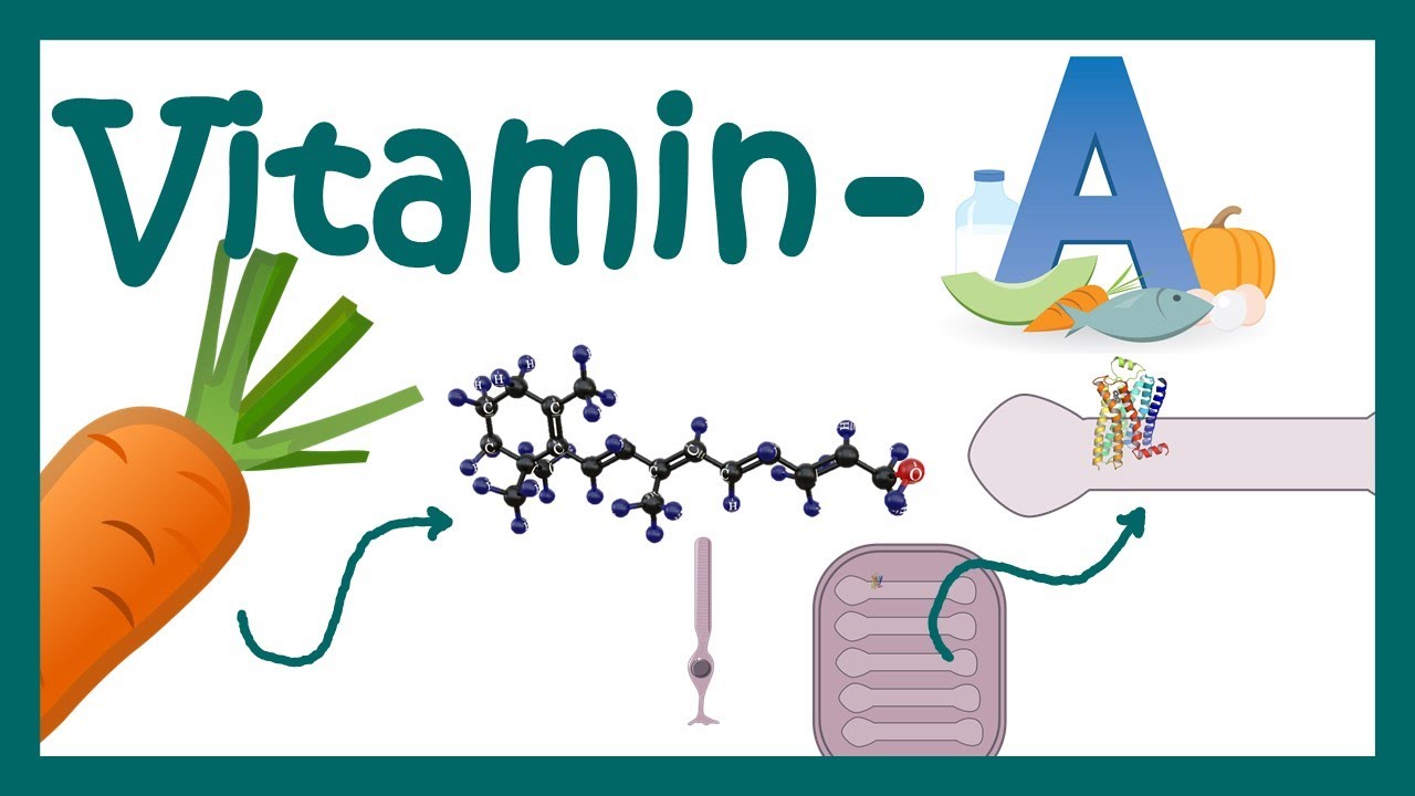 Vitamin A | vitamin A Function | vitamin A metabolism | What happens when vitamin A is deficient?