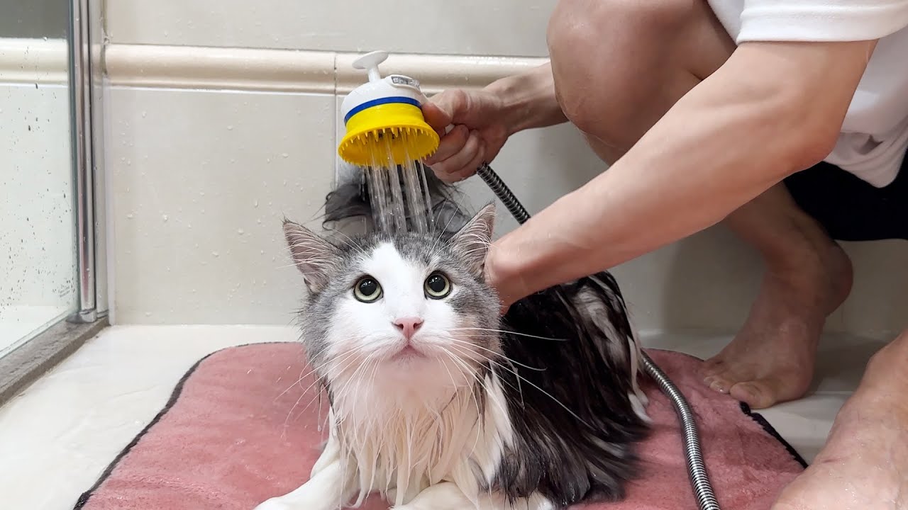 이렇게 목욕하는 고양이 본 사람~~?